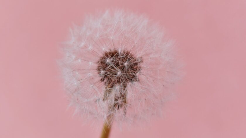 close up photo dandelion against pink background, grief and loss, grief, coping with grief, stages of grief, things that happen after grief, things that happen after losing someone