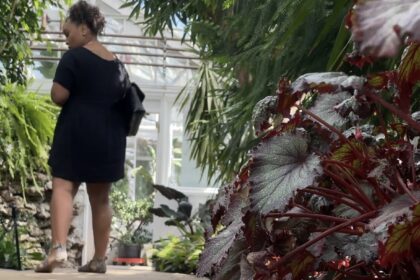 solo date, solo date activities, botanical garden, plant conservatory, solo date ideas, dating yourself